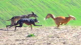 صيد الثعالب بكلاب السلوقي بالمغرب  La Chasse du Renard aux Chiens Courants partie 02  Fox Hunting [upl. by Lashoh]