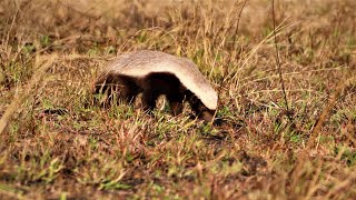 quotAnimal Oddities The Meanest Animal Alive  The African Honey Badgerquot [upl. by Accalia745]