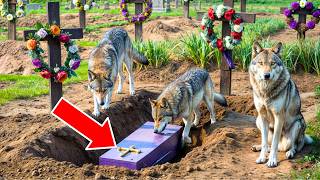 A PACK OF WOLVES UNEARTHED A NEW COFFIN AFTER OPENING IT PEOPLE WERE IN SHOCK [upl. by Leunas]