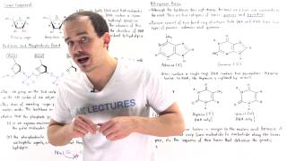 Composition of Nucleic Acids [upl. by Fernas454]