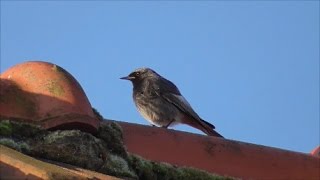 Black Redstart [upl. by Hgielrahc]