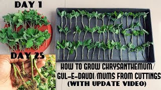 How to Grow ChrysanthemumGulEDaudiMums from CuttingsFast N Easy With Update Video [upl. by Eninahs888]