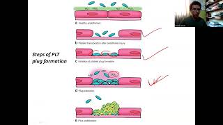 9 Blood V Platelet plug formation [upl. by Renae]