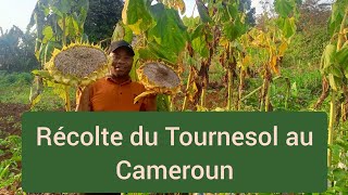 Récolte du Tournesol au Cameroun rendement très excellent [upl. by Gagne371]