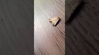 moth fascinating camouflaging cool [upl. by Stoffel]