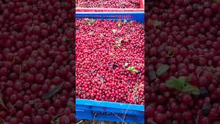 Lingonberry picking in Sweden harvesting cranberry cowberry berryfarm [upl. by Aihpos]