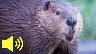 What does a Beaver sound like  Animal Sounds [upl. by Hubble387]