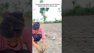 transplanting bittergourd nepalagriculture agshorts alishachhetri9329 [upl. by Elamef]