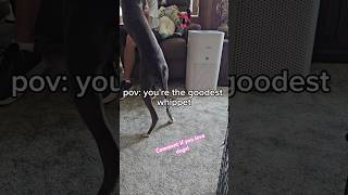 The GOODEST boy 🐕🐶😍 tailwaggers whippet goodboy puppyvideos joy [upl. by Etyak681]