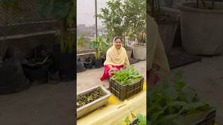 Rooftop Garden Update Radish Fenugreek amp Garlic Growth Progress rooftopgardening organicfarming [upl. by Onimixam]