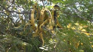 ACACIA DE TRES ESPINAS Gleditsia triacanthos wwwriomoroscom [upl. by Agathe]