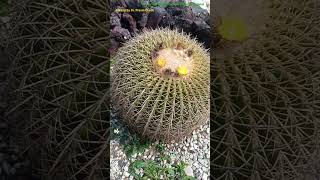 Khoenleinia grusonii  Barrel Cactus Rare amp Endangered cactusplant rareplants endangeredspecies [upl. by Diehl]