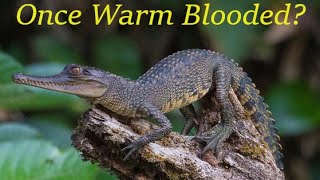 Warm Blood Crocodiles The Endothermic Ancestry of Crocodilians Part 1 The Evidence [upl. by Maclay684]