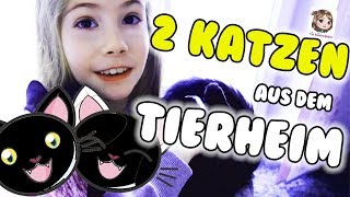 HANNAH ADOPTIERT 2 KATZEN 🐱🐱 Unsere neuen Familienmitglieder aus dem Tierheim ziehen ein [upl. by Issie]