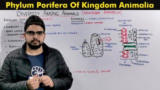 Phylum Porifera Sponges General Characteristics [upl. by Munn]