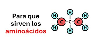 Para que sirven los aminoacidos [upl. by Einnok]