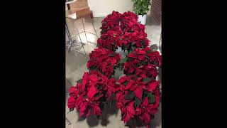 Holiday trees scenes poinsettias Plantscape Designs Massachusetts [upl. by Ahsienyt178]