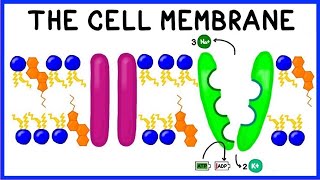 Cell Membrane Structure Function and The Fluid Mosaic Model [upl. by Pirri]