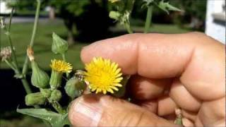 Whats That Weed SpinyLeaved Sow Thistle [upl. by Asiral]