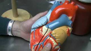 Heart Anatomy Part 1 [upl. by Sillaw]