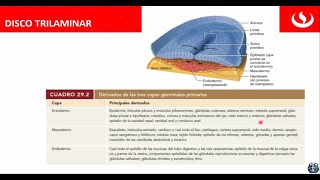 Disco Trilaminar  Ectodermo  Mesodermo  Endodermo 👍👍 [upl. by Nawyt]
