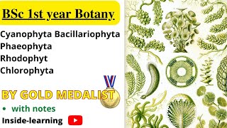 Cyanophyta algaeBrown algae phaeophytaChlorophytaRhodophta algae Insidelearning [upl. by Erdnassac]