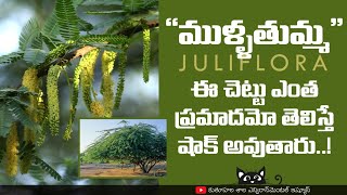 దక్షిణ అమెరికా నుండి వచ్చి ఇక్కడ నేలని ఆక్రమించుతున్న మొక్క trending telugu Neltuma Juliflora [upl. by Loss]