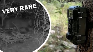 Sri Lanka Wildlife Trail Camera  First experience with Wild Camera [upl. by Anahsek]