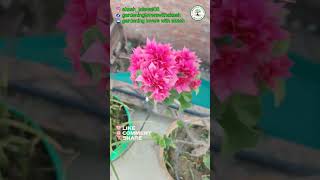 Bougainvillea Best Summer Flowering Plants  बोगनवेलिया Varieties amp Types Care bougainvillea [upl. by Leasi]