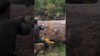 Hand saw cutting process of oak wood [upl. by Calv]