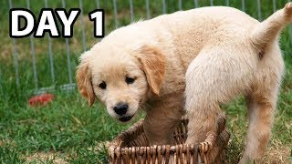 Do THIS Day 1 With Your New Golden Retriever Puppy [upl. by Kizzie]