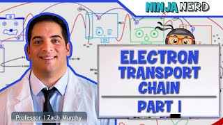 Metabolism  Electron Transport Chain DETAILED  Part 1 [upl. by Lavicrep233]