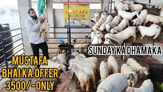 Bannur short size baby Sheeps  Mustafa Goat Farm Hyderabad [upl. by Annibo]