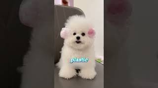 Dog Grooming On STEROIDS🐩😇🥰 pets cutepets animals adorablepets dogshorts funny [upl. by Adnicaj]