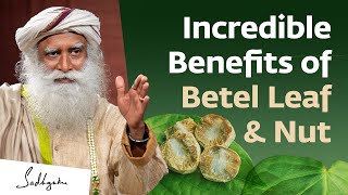 Incredible Benefits of Betel Leaf amp Nut  Sadhguru [upl. by Aerdnua]