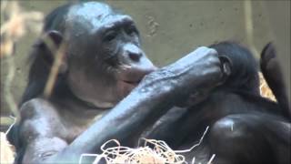 Zoo Stuttgart  Wilhelma Bonobo LIBOSO und ihr Baby LUBAO 30032013 [upl. by Teteak]