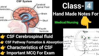 CSF Cerebrospinal fluid 💦 Nerve system formation and absorption of csf [upl. by Vetter]