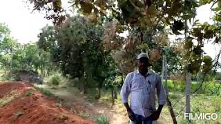 23 ACRE 625 LAKHS PER ACRE FARM LAND WITH COCONUT TREES amp TEAK WOOD [upl. by Eerised]