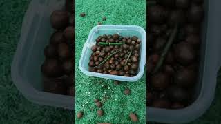 How amazing to grow orchids propagate plant fast and easy 2517 [upl. by Yralih]