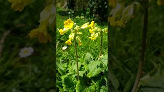 Cowslip Primula Veris Lovely Native Wildflower [upl. by Tertia]