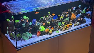 6 Month Waterbox 654 Update Coral growth amp Fish update [upl. by Lorolla]