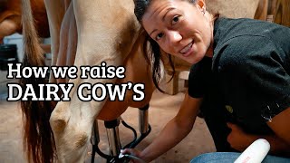 My Morning Cow Milking Routine  Homesteading [upl. by Mcspadden]