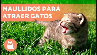 SONIDOS para que tu GATO VENGA 📣🐈 Maullidos para ATRAER a tu GATO cuando se ESCONDA [upl. by Belloir37]