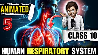 Human Respiratory System class10  Animated  life processes class10 biology  respiration in human [upl. by Vinay412]