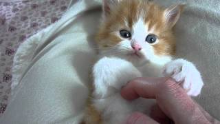 Sofus Persian kitten amp his tummy [upl. by Panaggio]