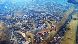 Ice Fishing for BROOK TROUT Underwater View [upl. by Sairtemed]