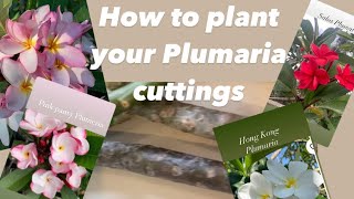 How to Plant Plumaria cuttings Rooting up frangipani cutting Plumeria care amp when to plant PART 2 [upl. by Dao]