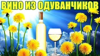 ВИНО ИЗ ОДУВАНЧИКОВ  РЕЦЕПТ [upl. by Amadus]