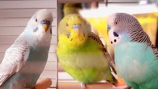 Parakeet Sounds  Budgies singing [upl. by Millar449]