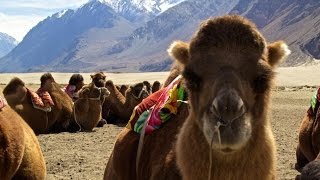 Riding Bactrian Camels Across The Worlds Highest Desert Nubra Valley India [upl. by Burk]